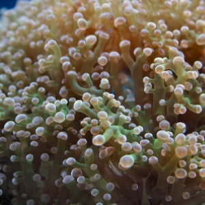 Frog_Spawn