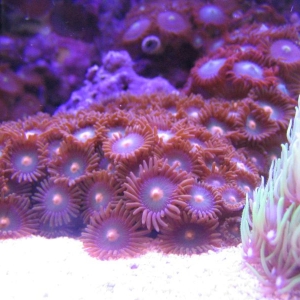 Zoa and GSP