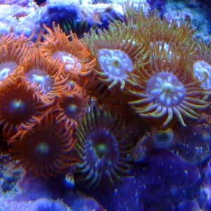 Zoanthid Frag