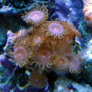 Brown/Purple/Orange zoanthids