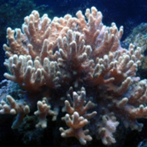Large_Coral