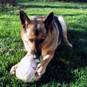 My puppy playing in the yard