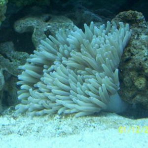 anemone hangin around
