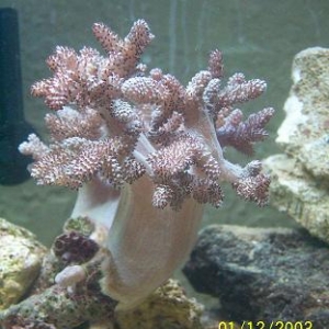 leather coral