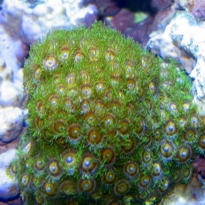 eagle eye zoas