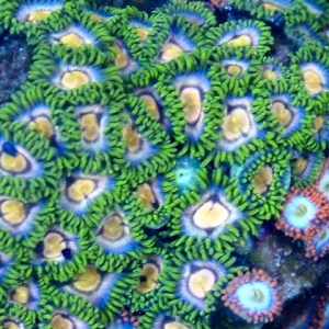 Yellow Mouth Zoanthids