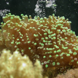 Torch Coral (Euphyllia_glabrescens)