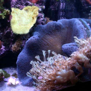 Carpet Anemone & Xenia