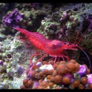 Peppermint Shrimp