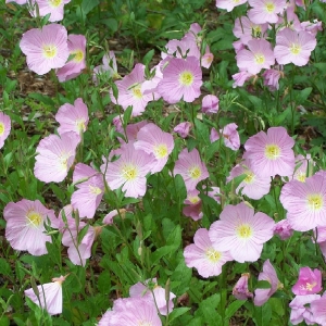 field o' flowers