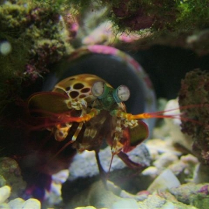 new mantis