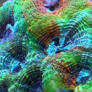 Rainbow acan