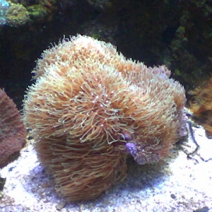 Green Star Polyps