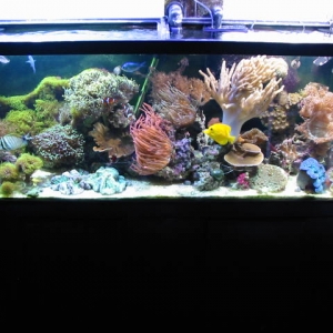 50 Gal Reef 1 Year Old