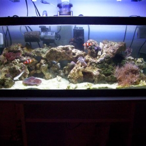 my 20L reef!!!