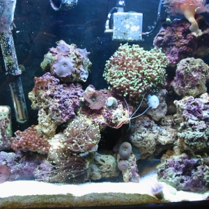 18 GAL Mini Reef