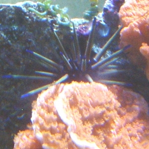 Unknown Urchin Front