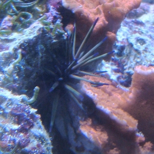 Unknown Urchin Side