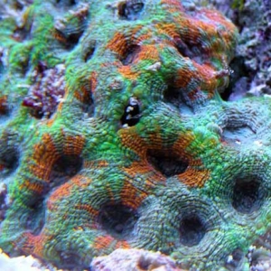 rainbowacan2