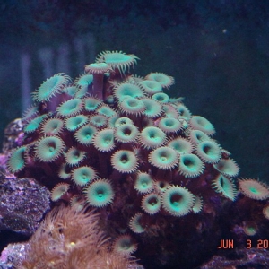 Coral