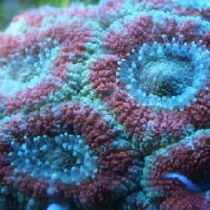 Acan