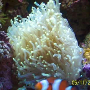 Torch Coral