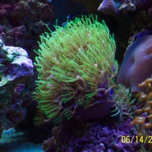 Green Star Polyp