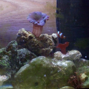 nano reef, with baby