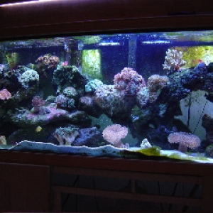 Reefkeepers 125 gallon
