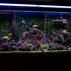 Full Tank Shot