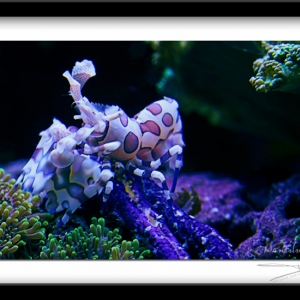 Harlequin Shrimp