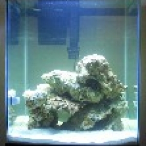 My New Reef Aquarium