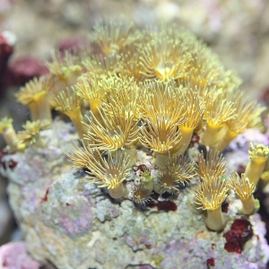 Polyps on my live rock