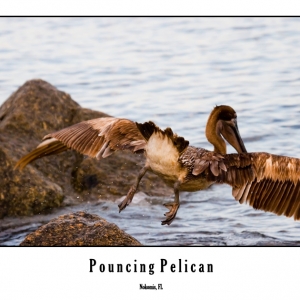 pelican6837p