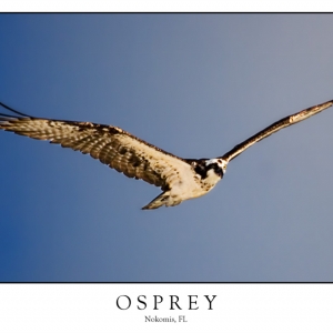 osprey7118-p