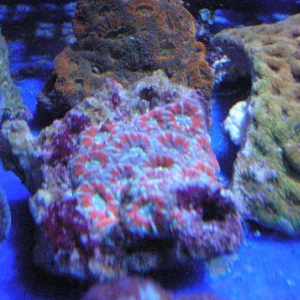Acan Lord Colony