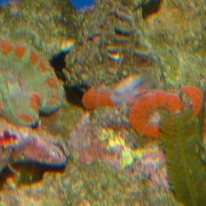 acan