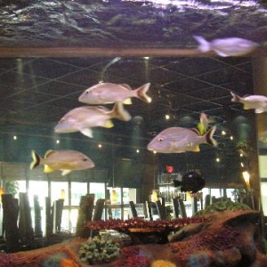 School of blueline Snappers