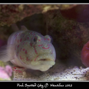 Pink Spotted Goby