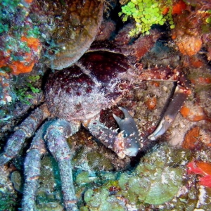 Crab