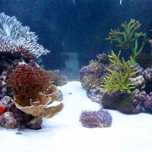 new_tank_1