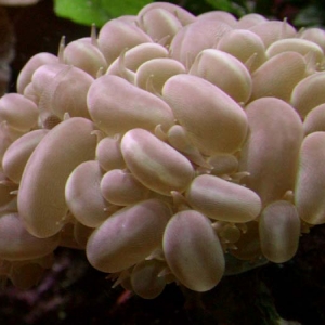 Bubble coral (Plerogyra sinuosa)