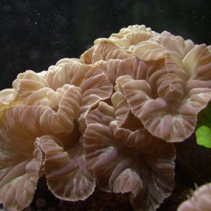 Fox coral (Nemanzophyllia turbida)