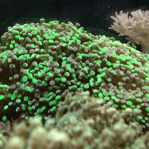 Frogspawn (Euphyllia paradivisa)