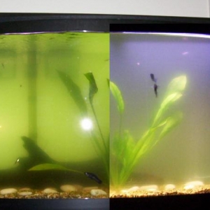 FW tank, murkiness?