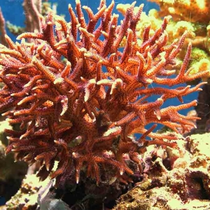 Purple-polyped pink birdsnest