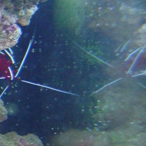 shrimp1