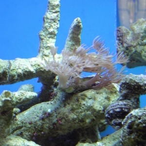 aquarium_024