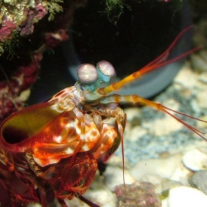 female Mantis
