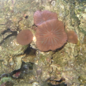 Mushrooms opening up